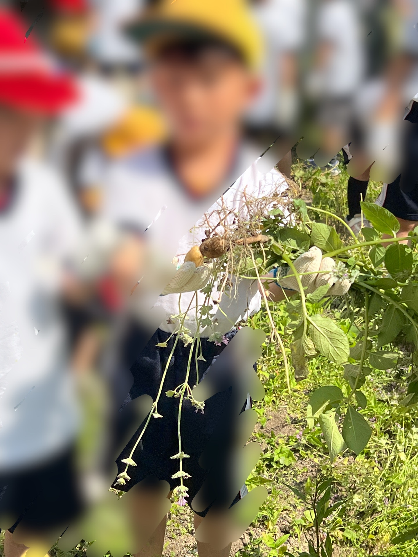 なんと、お芋さんがついてきた