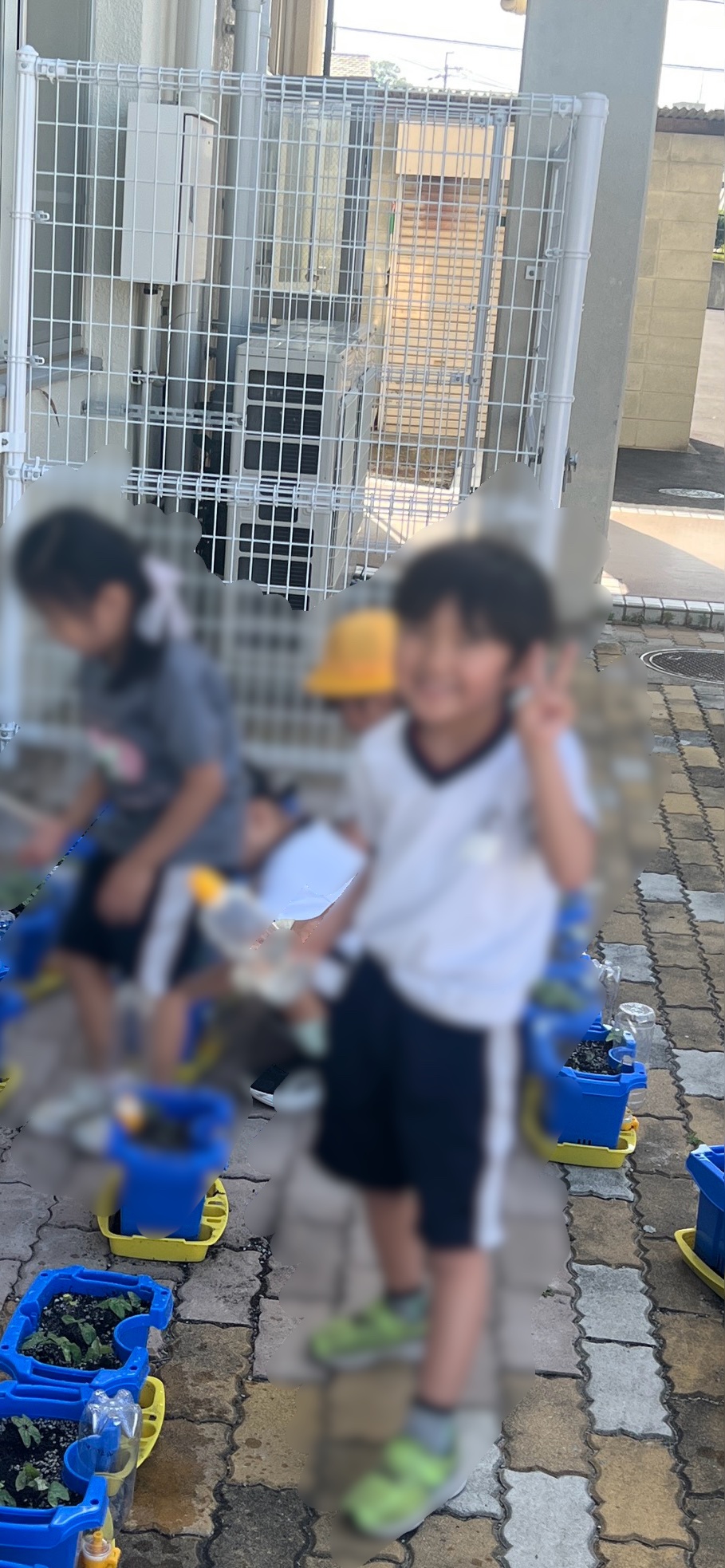 朝顔もおおきくなあれ