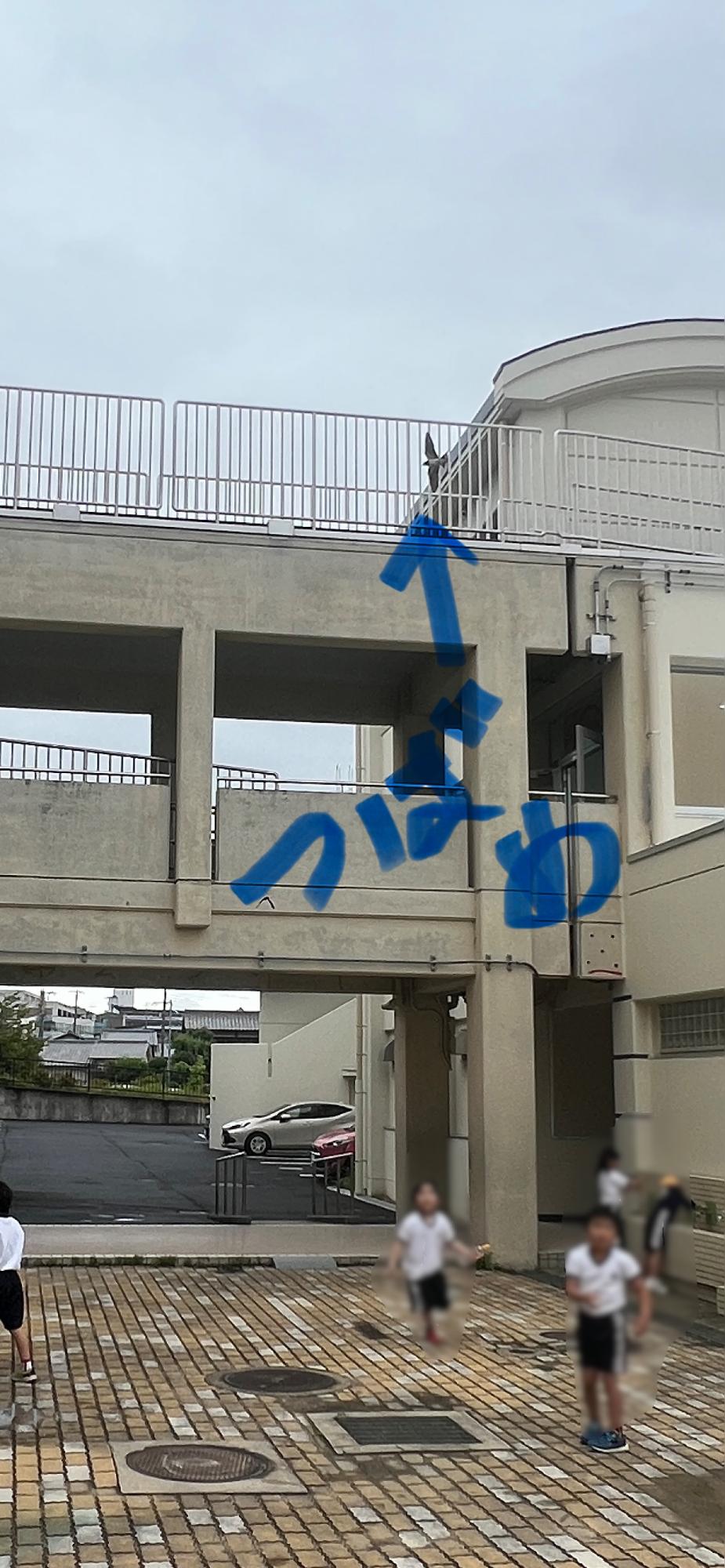 先生、ツバメが来ました