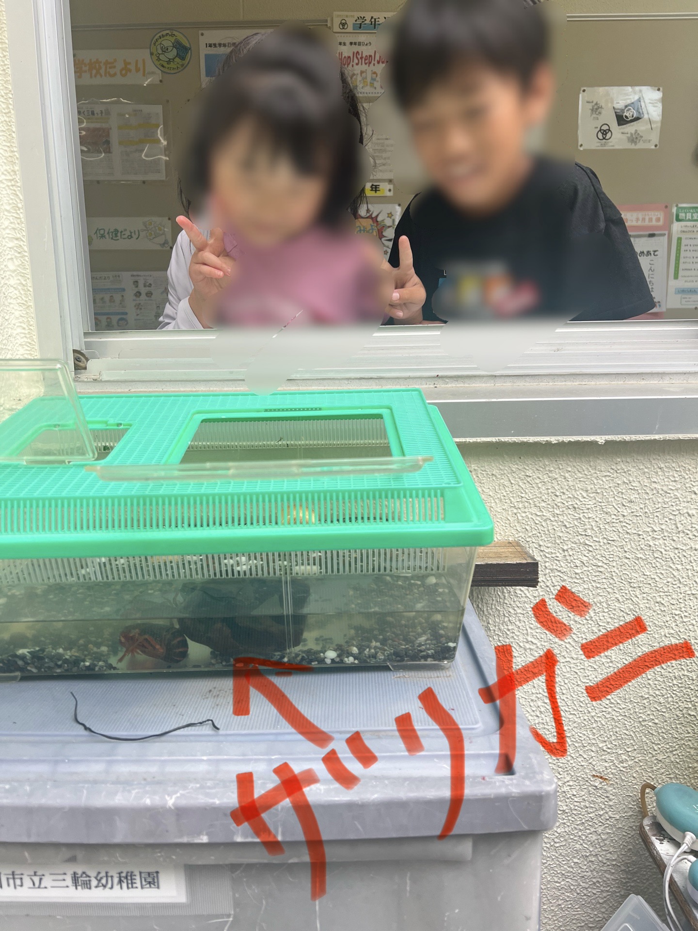 職員室の前にはザリガニがいるんです