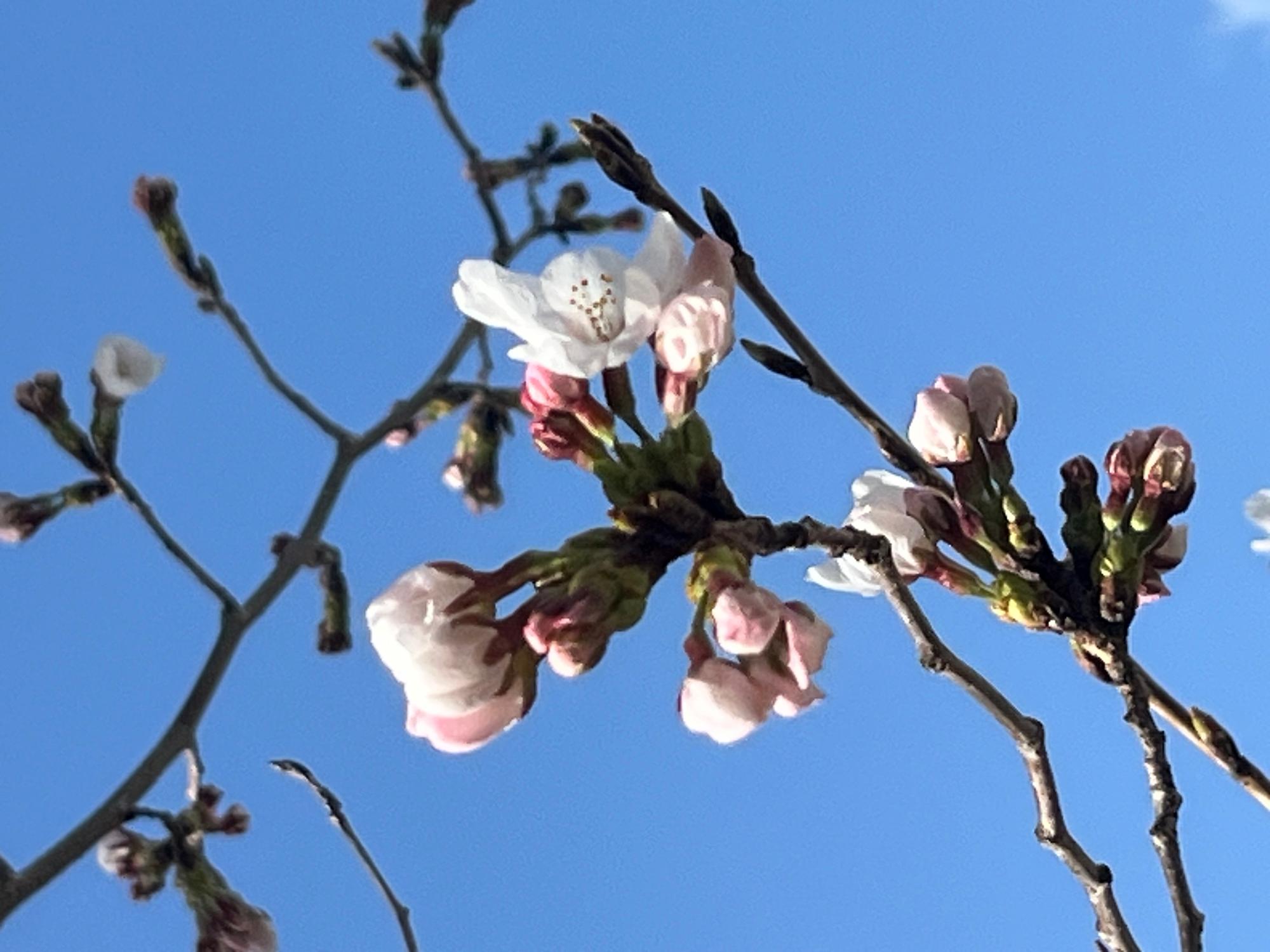 あっ、さいてる