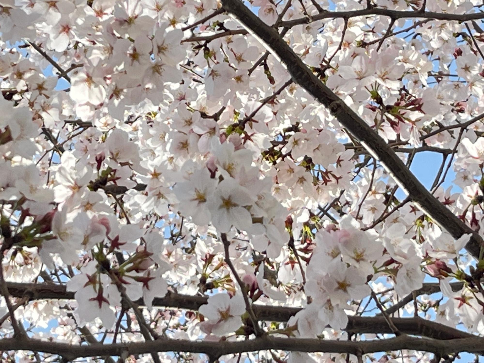 正門の桜が咲き誇っています