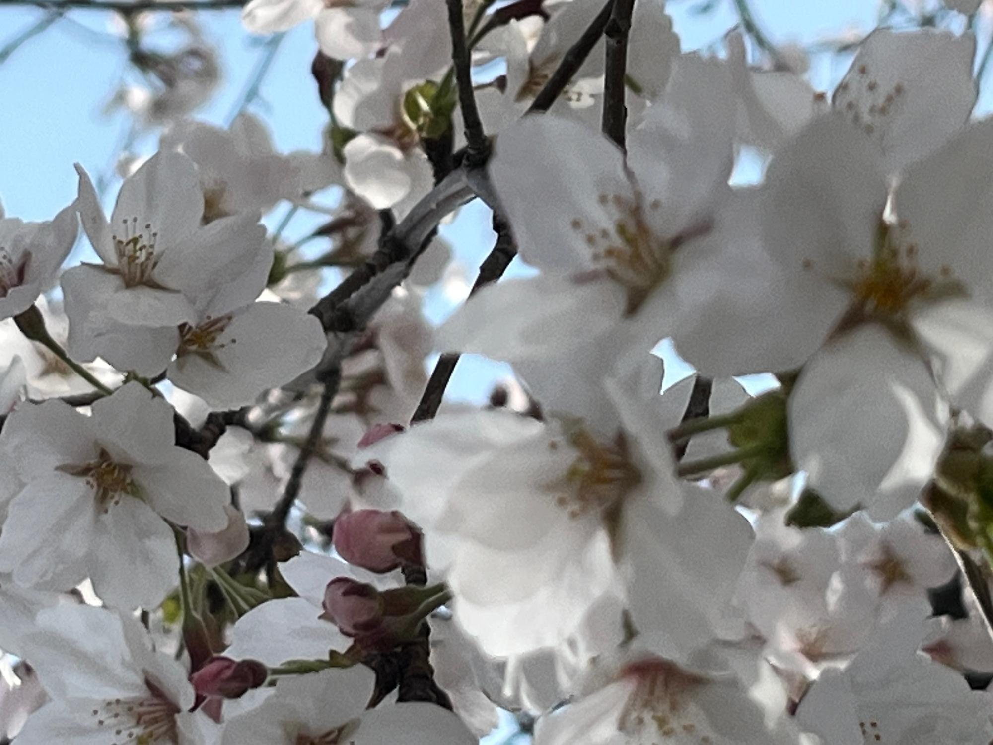見とれてしまう桜です