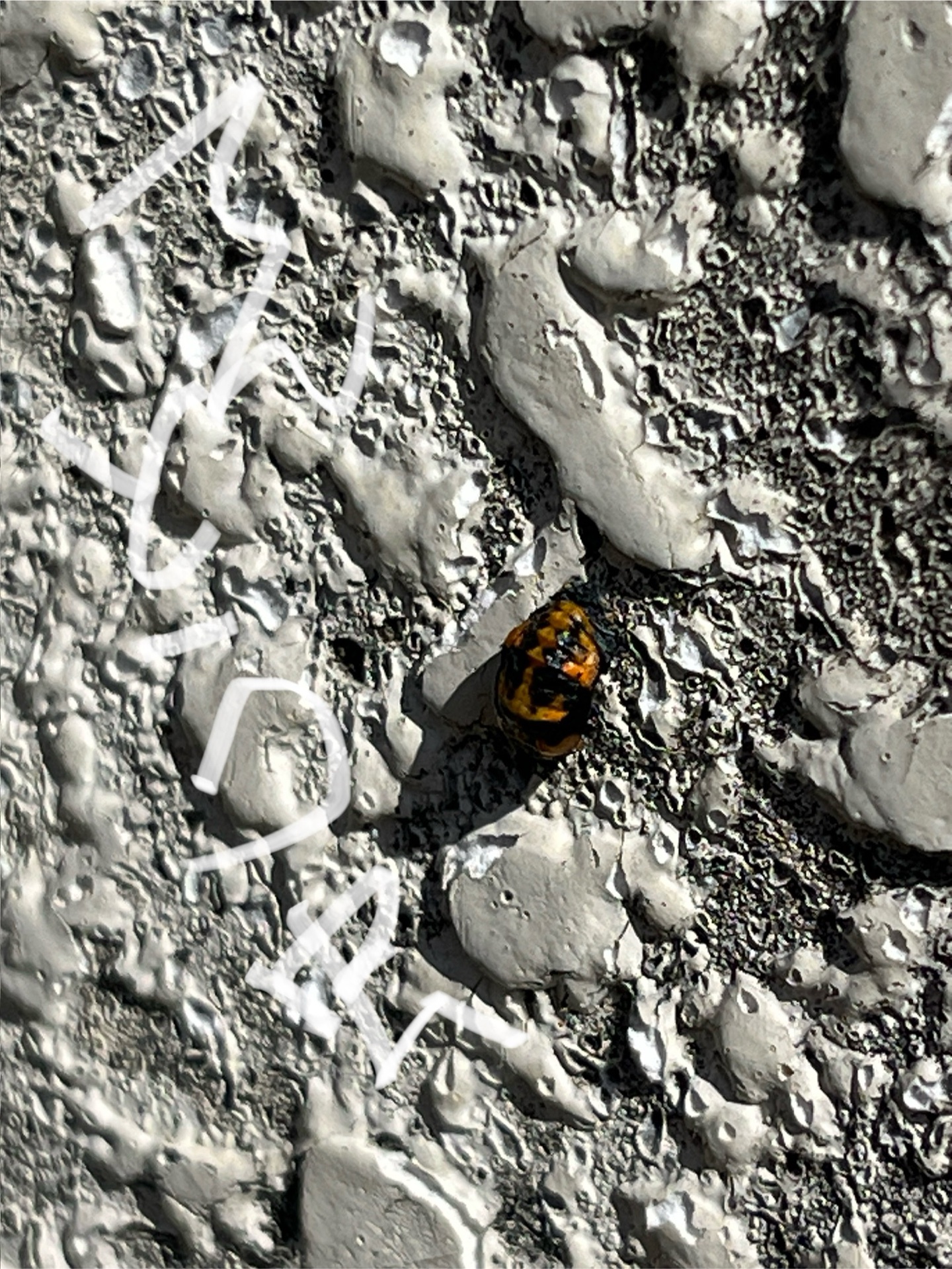 テントウムシの蛹本体