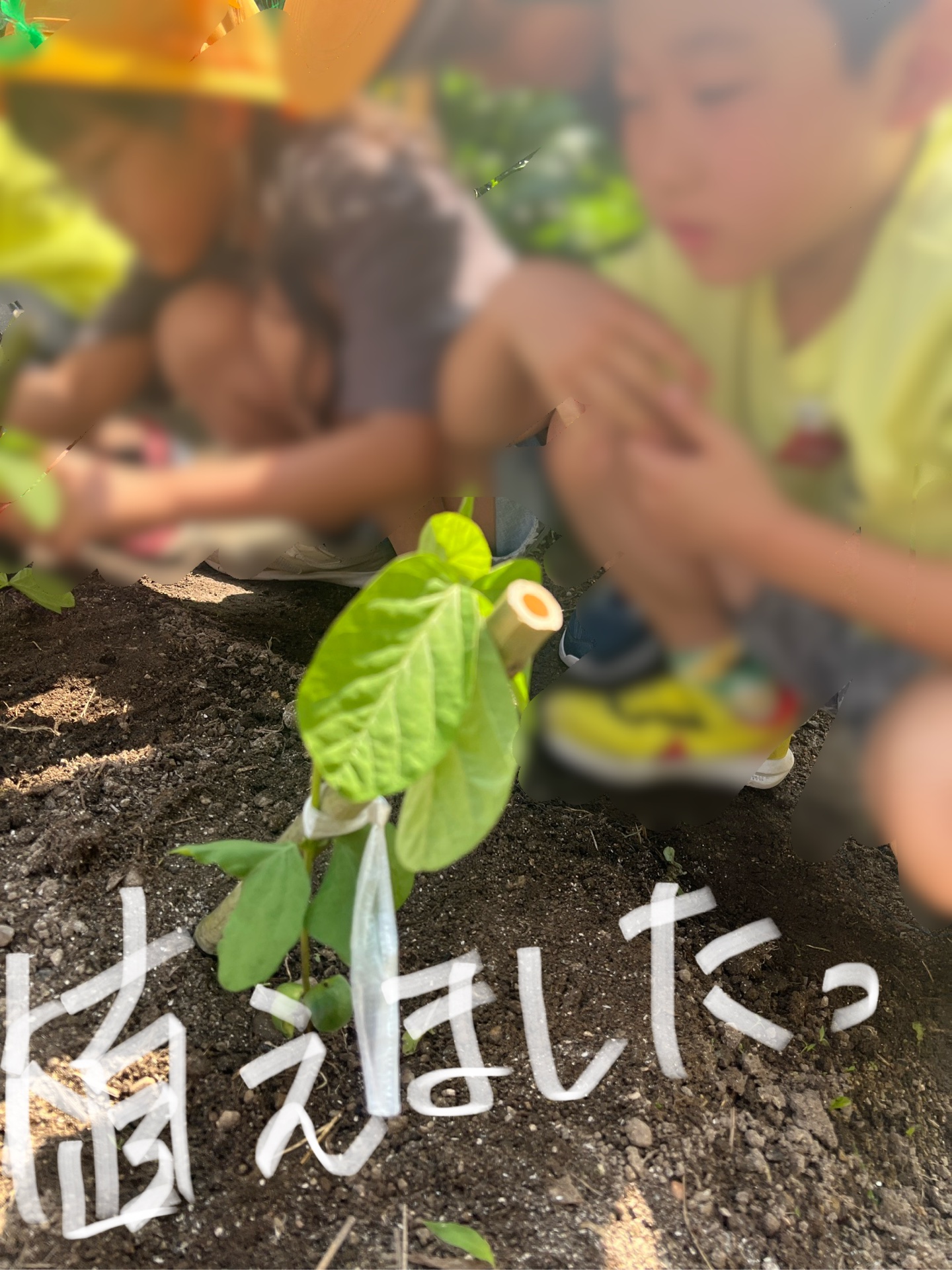 植え替えました