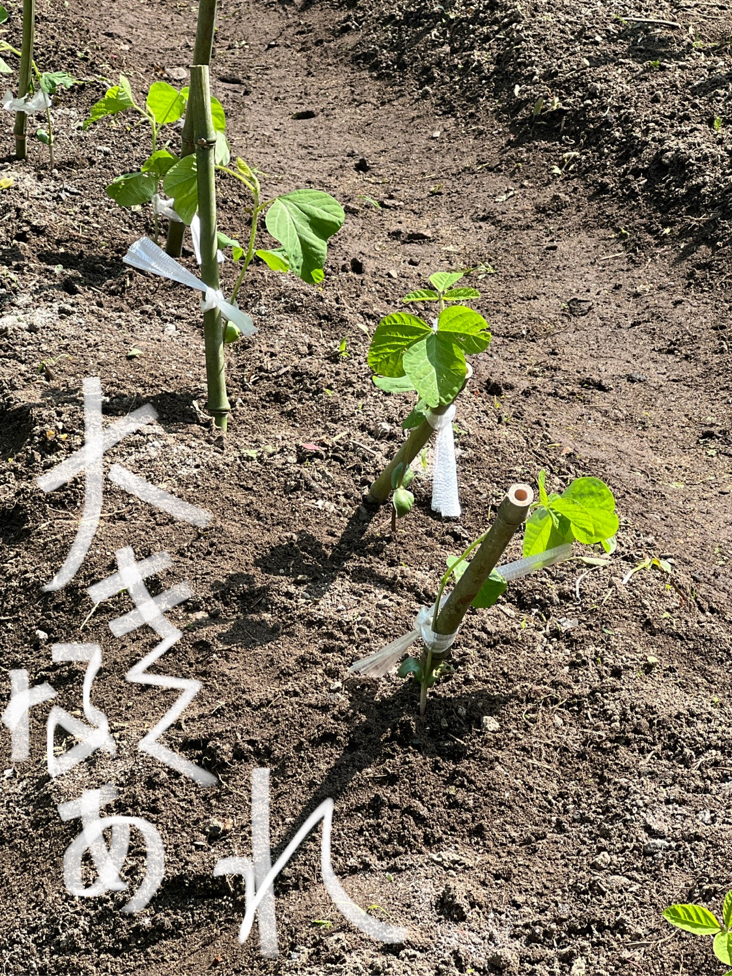 おおきくなあれ