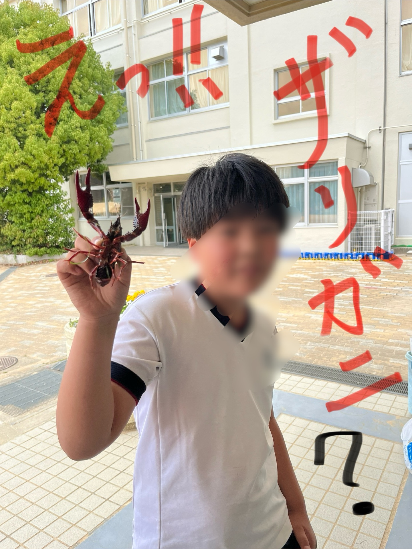 どうしてか校庭にザリガニがいたそうな