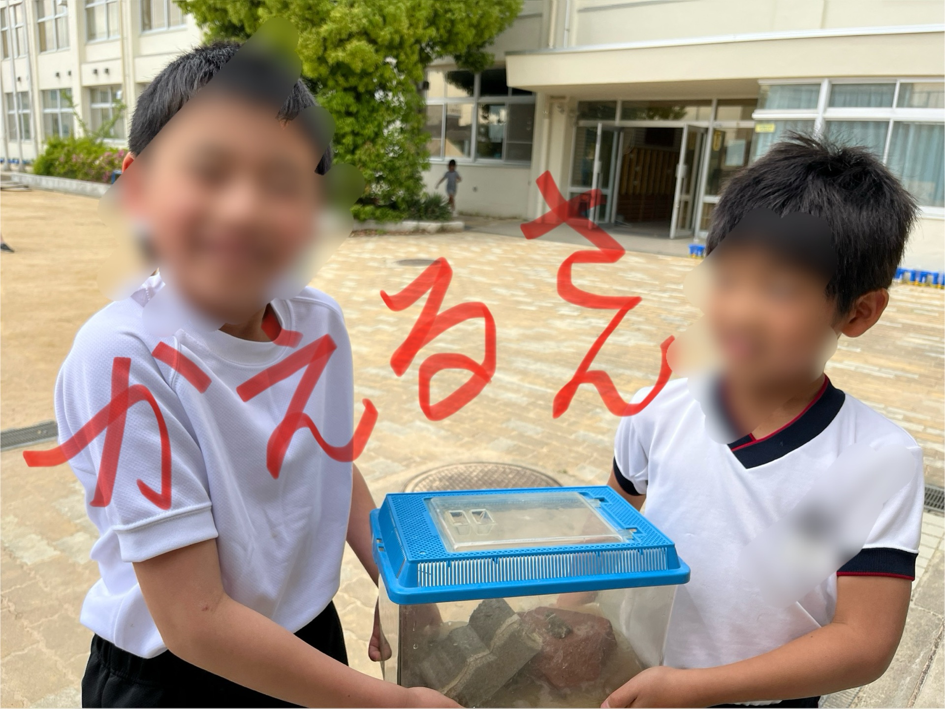 かえるさんを、昼休みにゲット