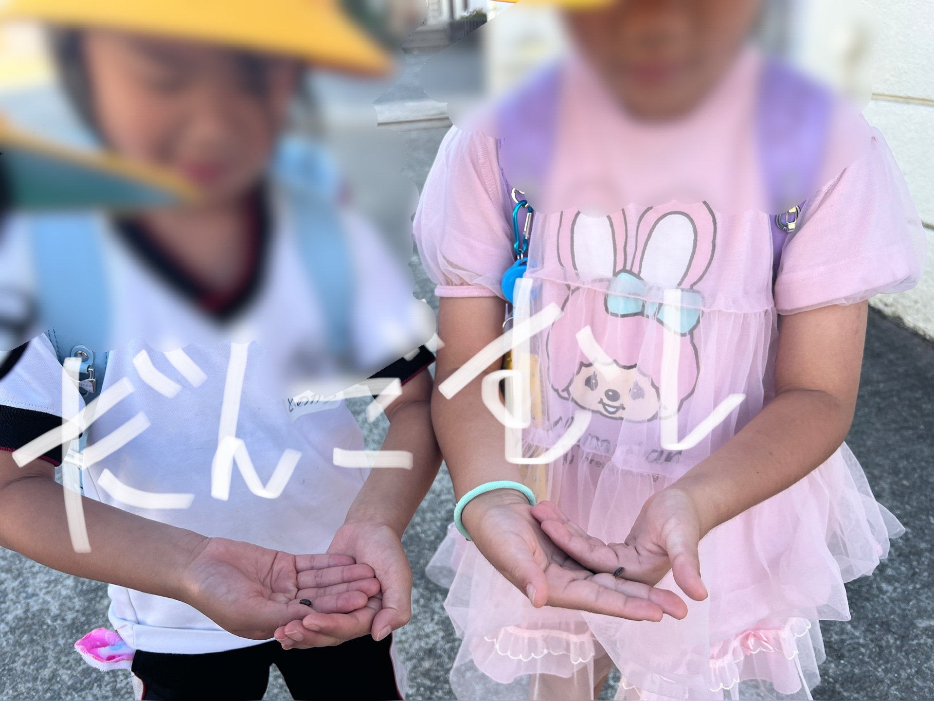 だんごむしみっけ