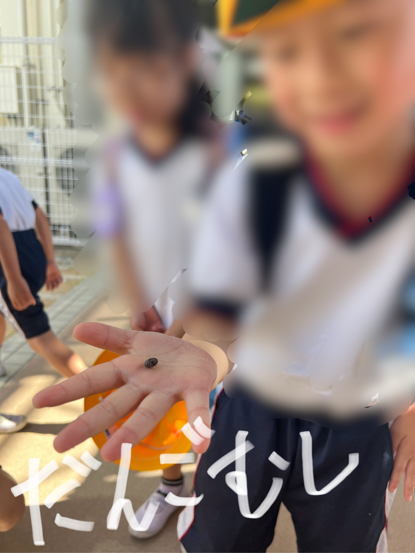こちらもだんごむし