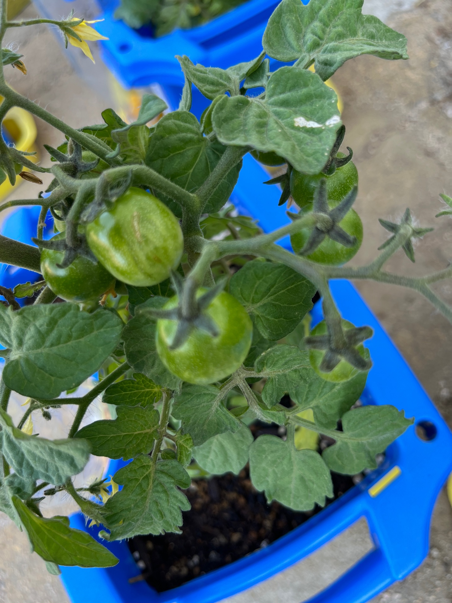 大きくなってきた