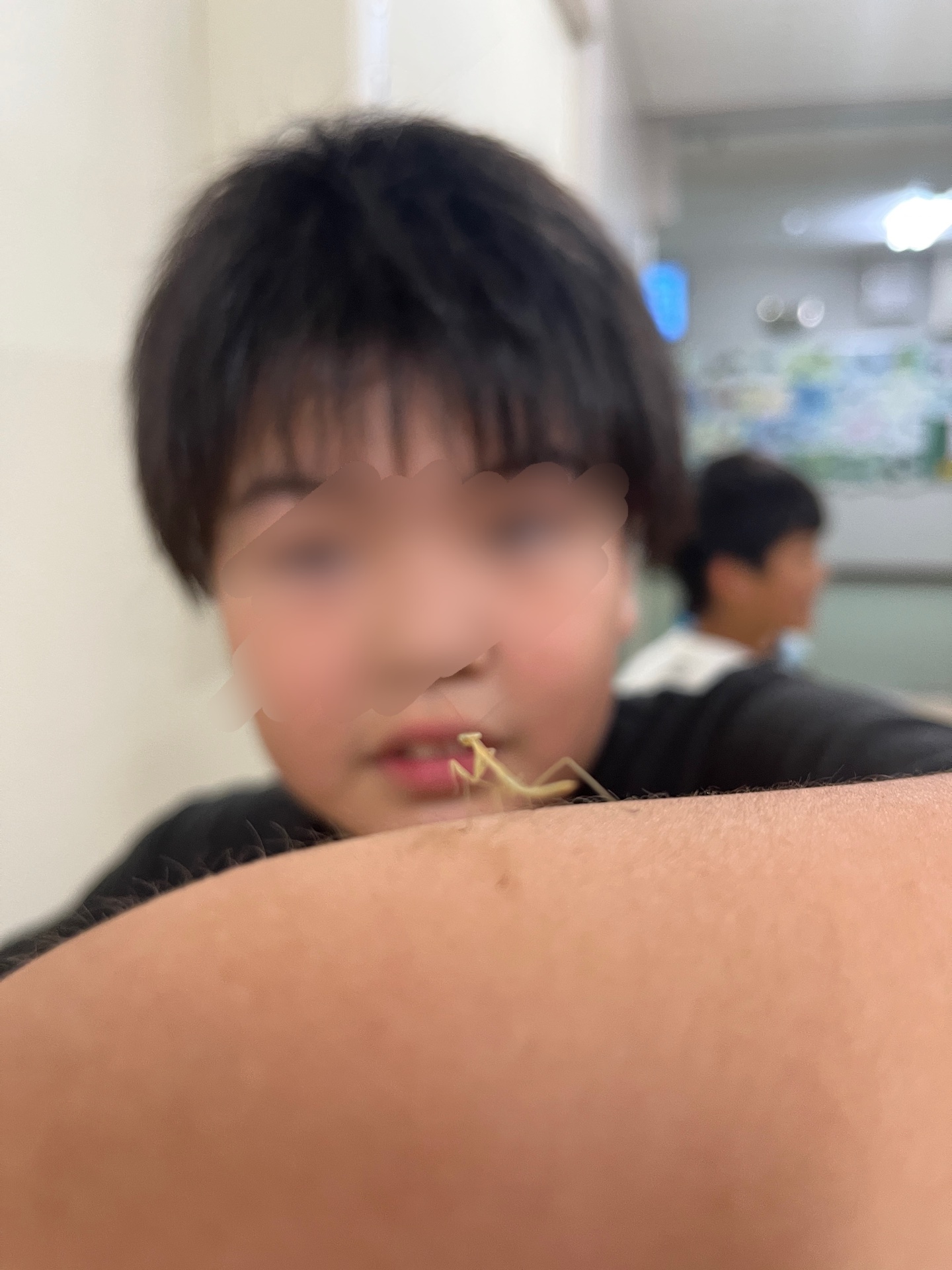 見て、見て、カマキリ