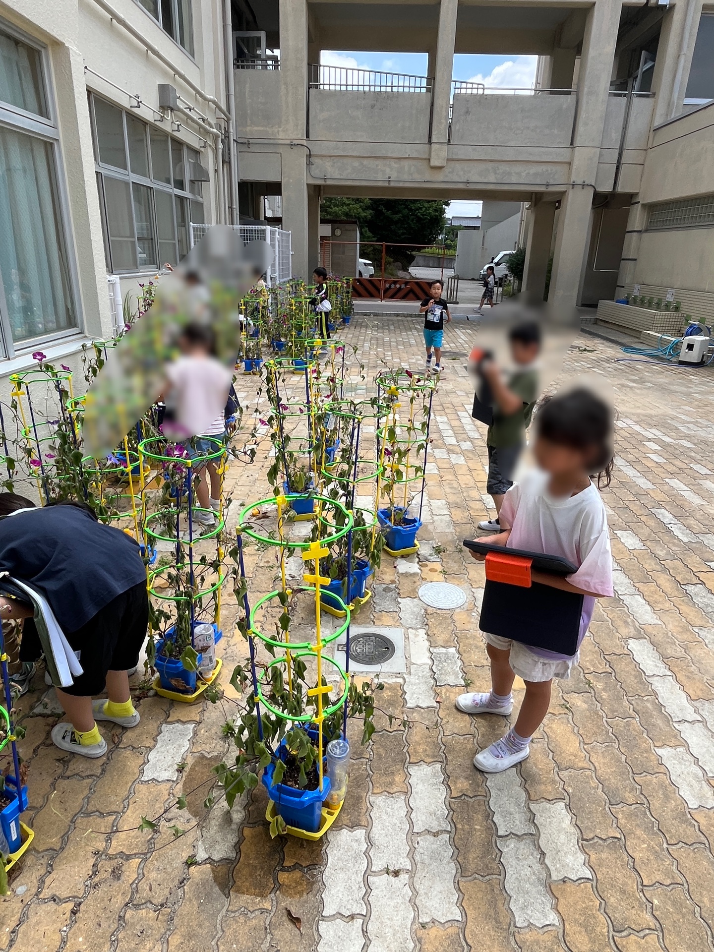 かわいい色だし、つぼみもいっぱいある