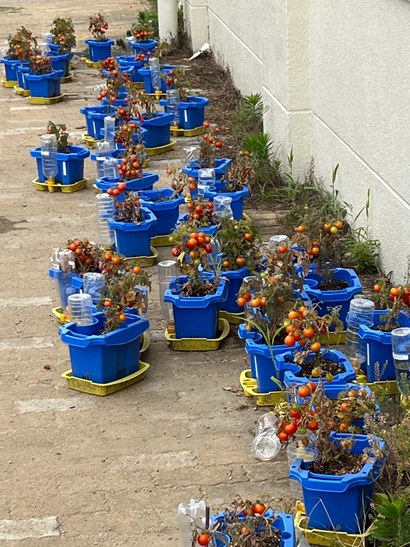 すっごくなってる、トマトです