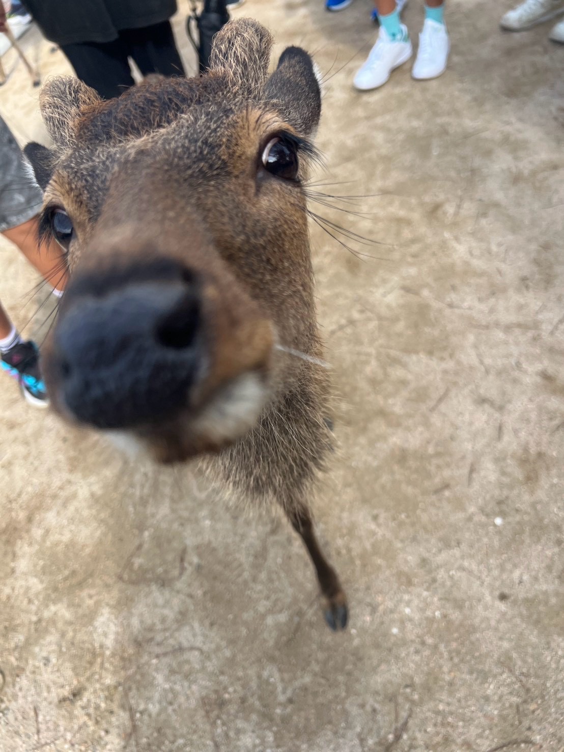 鹿のドアップ