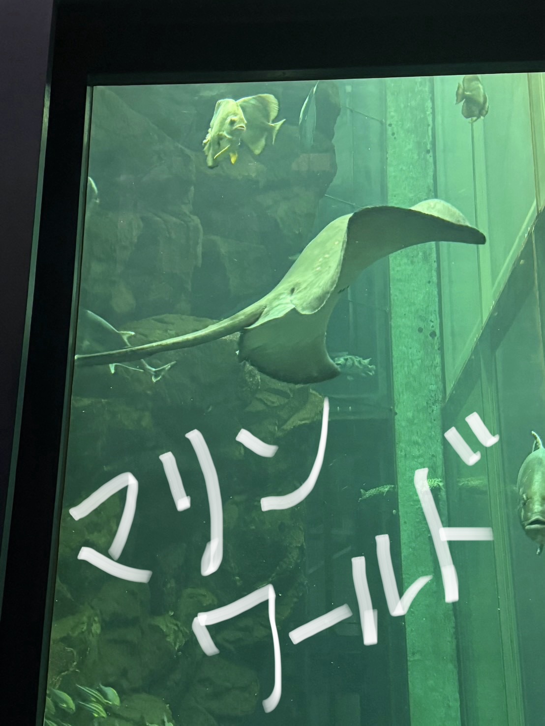 エイ