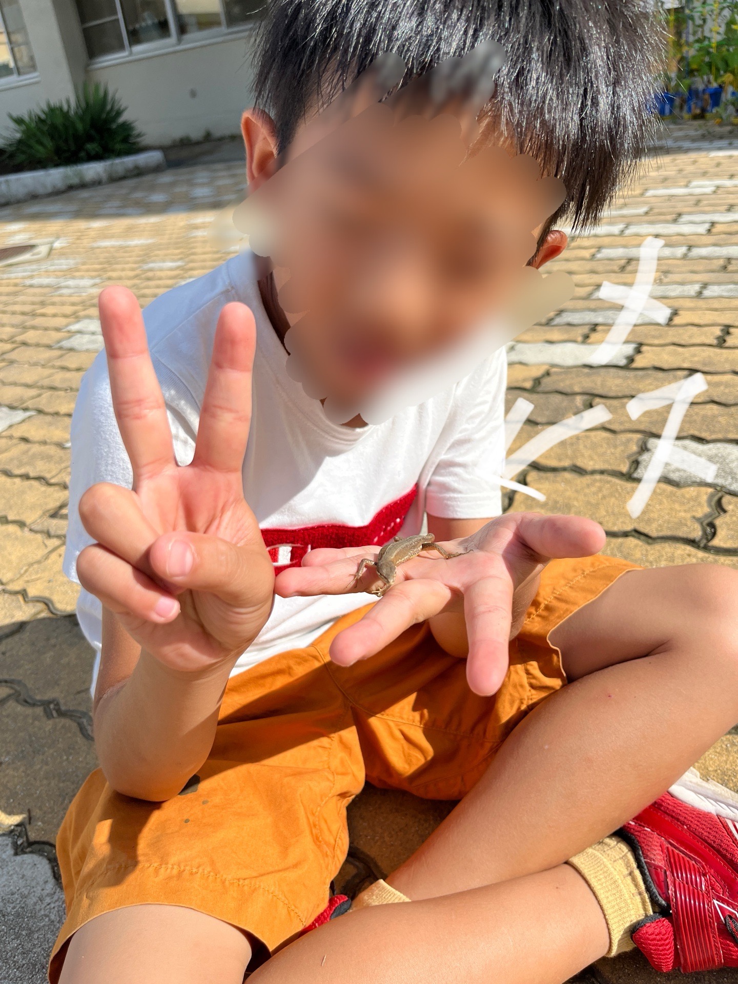 カナヘビの発見