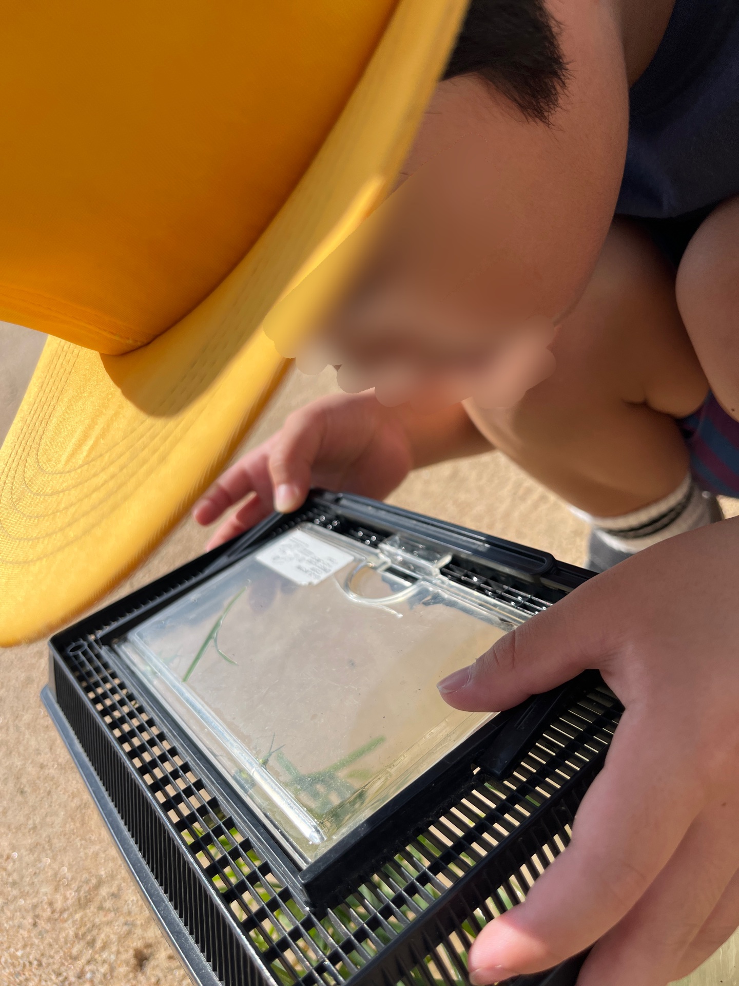 モンシロチョウになるタイミングを待っています