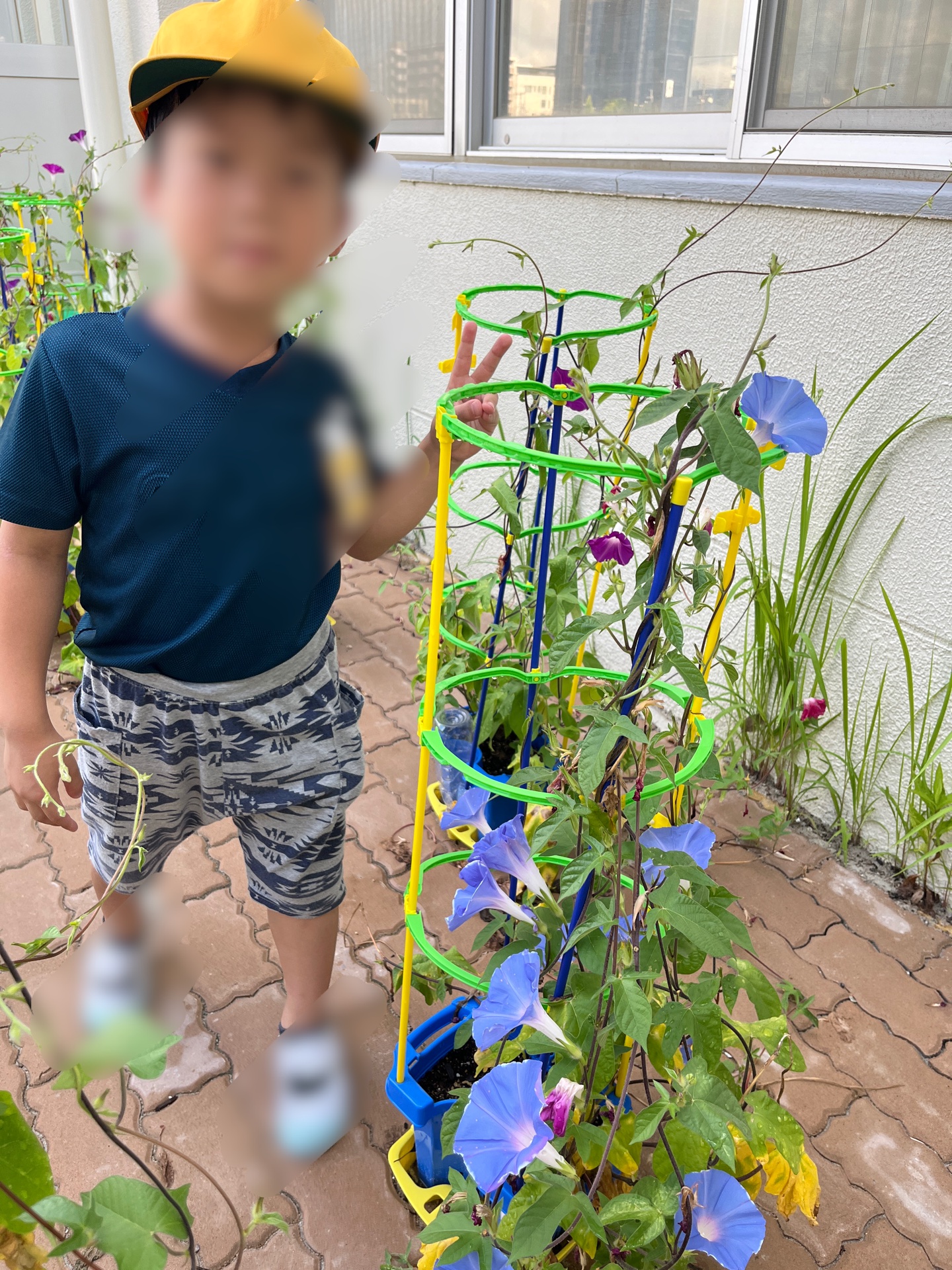 朝顔が咲いてるよう