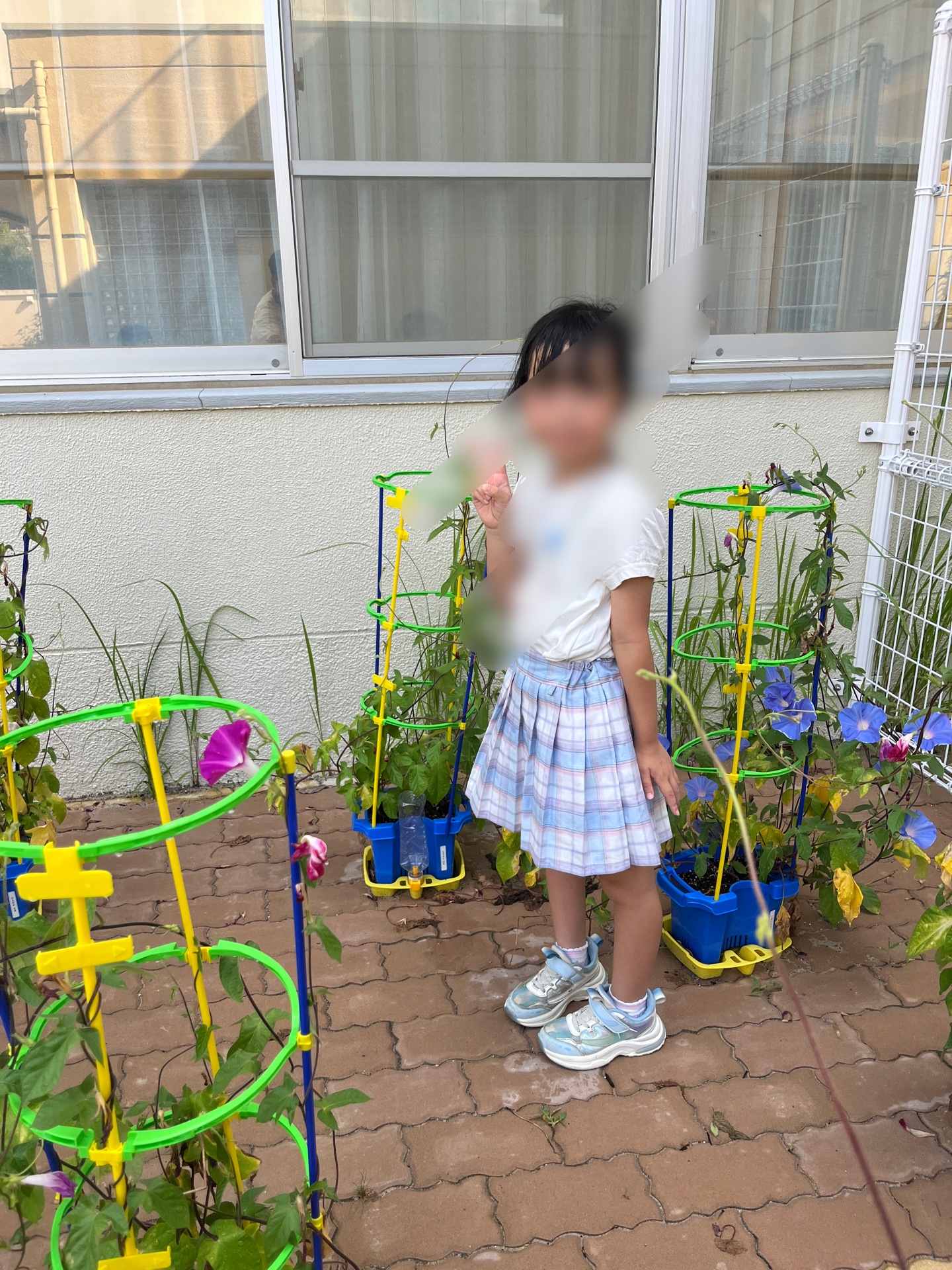 朝顔が咲いてるよう