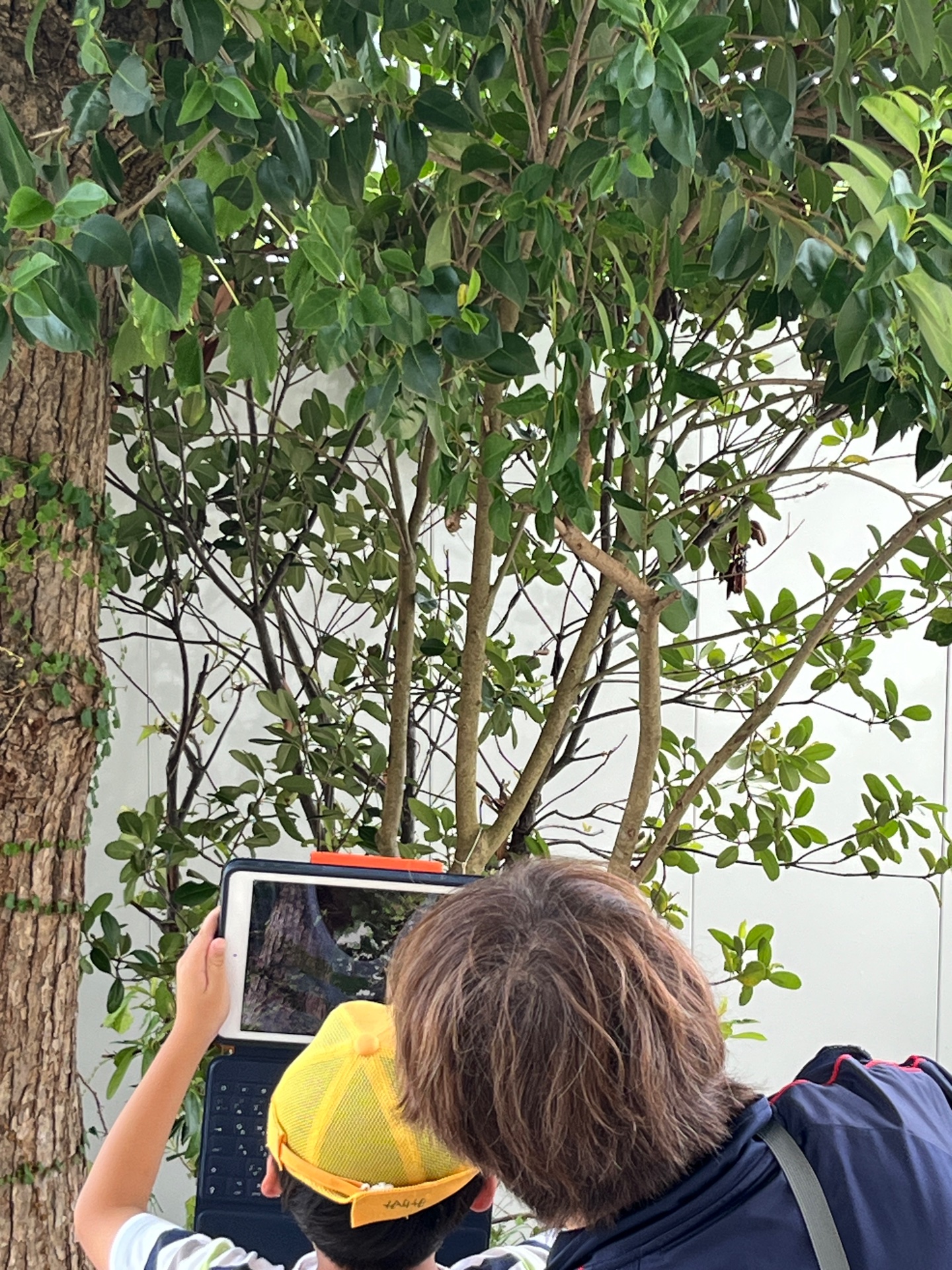 セミの抜け殻を見つけました、タブレットの扱いも上手です