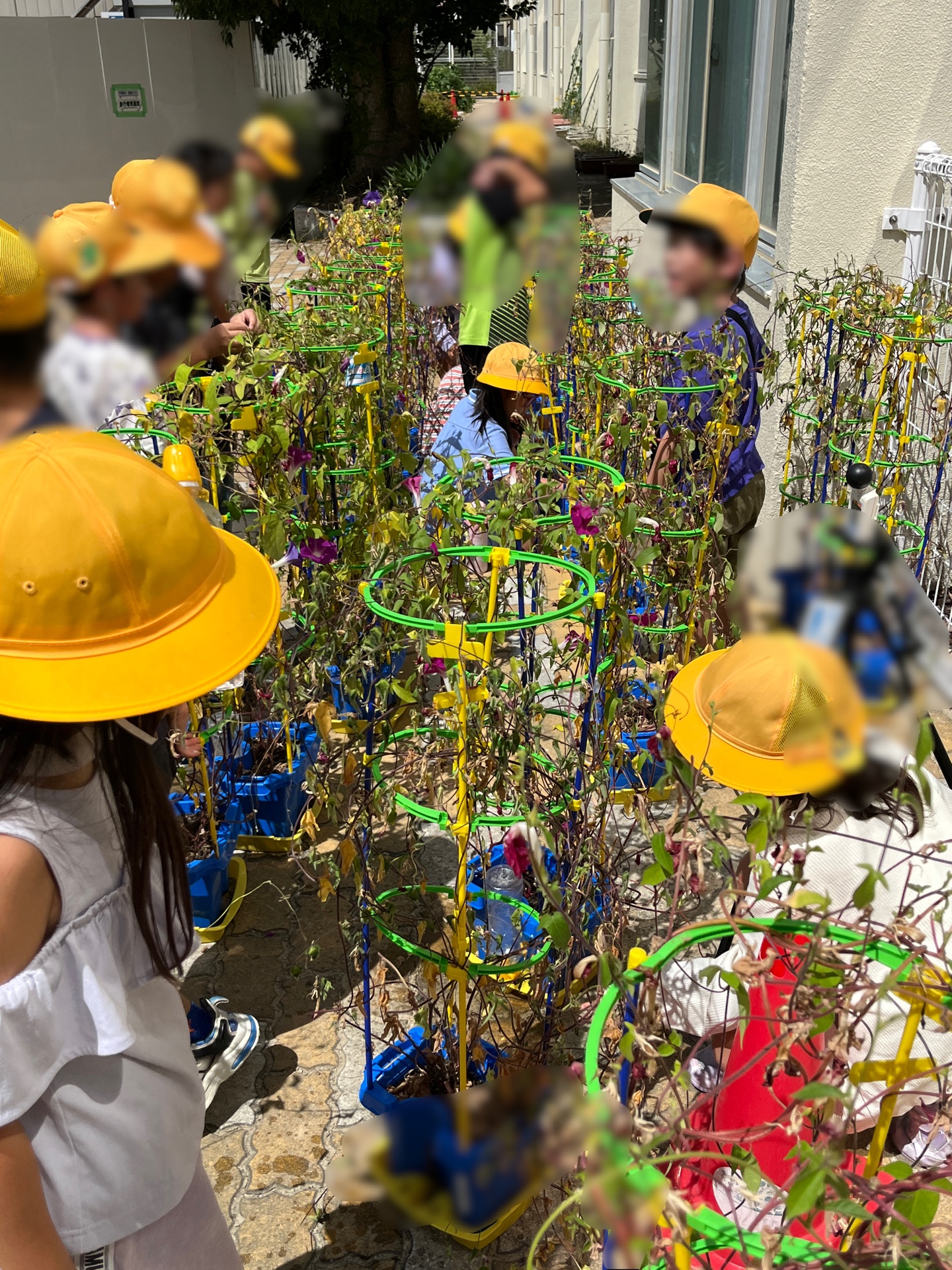 夏休みにおうちでも種を取ってきているのですが、種は、見つかるものです