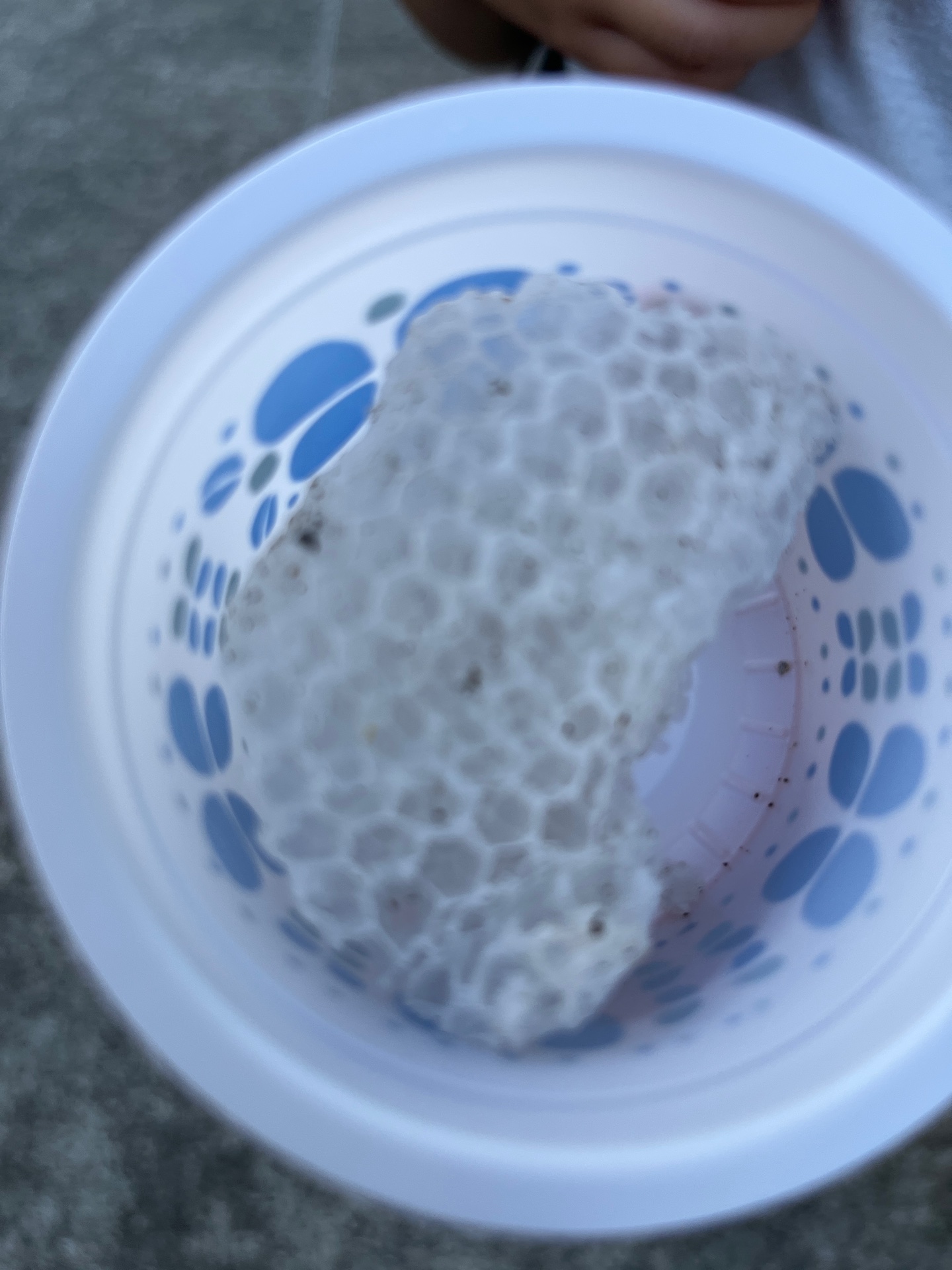 鉢の卵なんですって