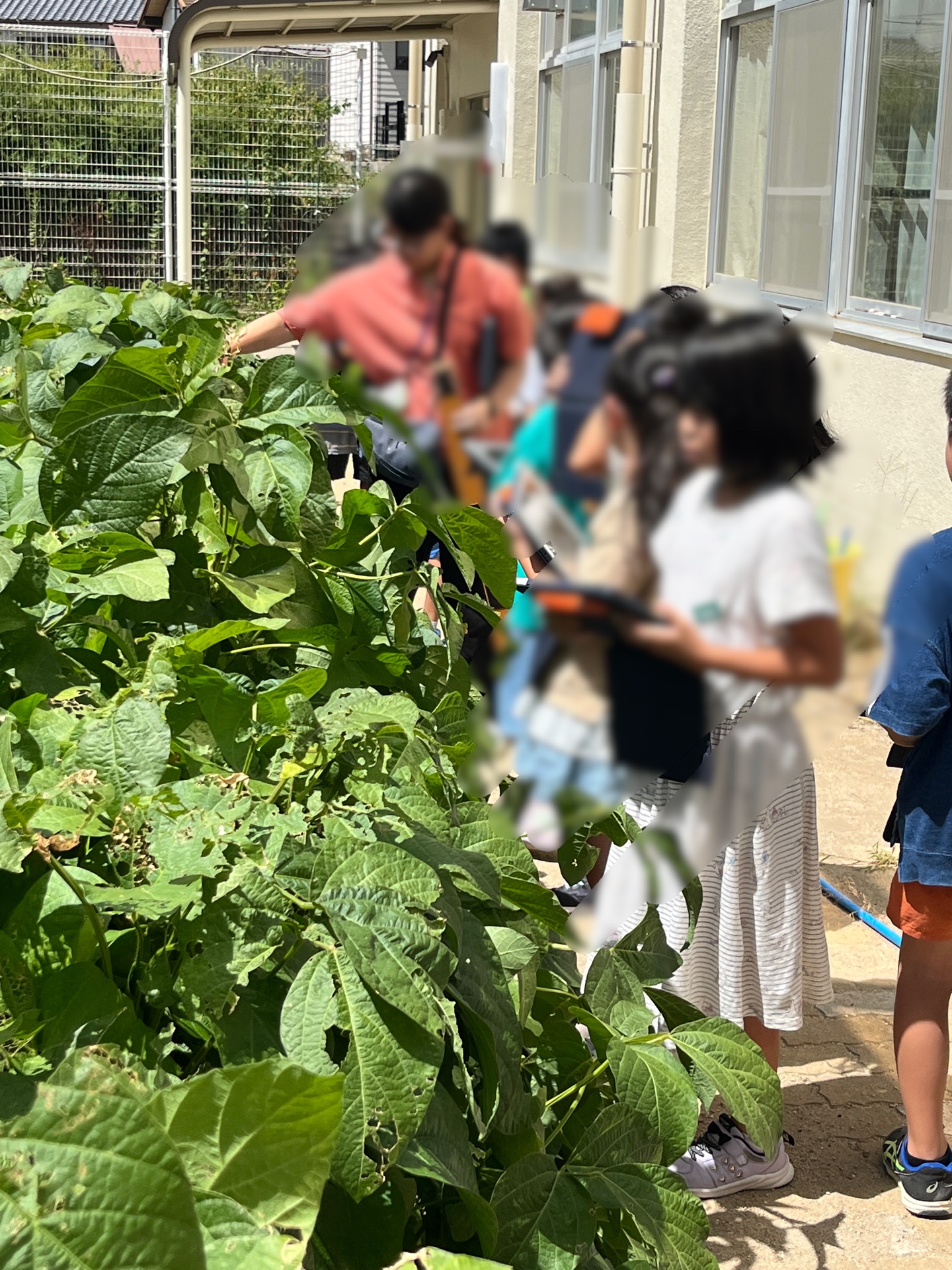 黒豆は、こんなに大きなっています、たのしみやねぇ