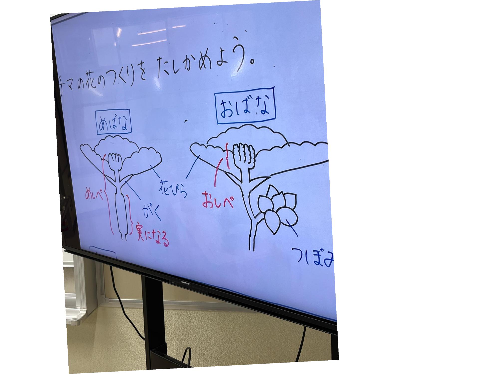 おしべ、めしばの学習
