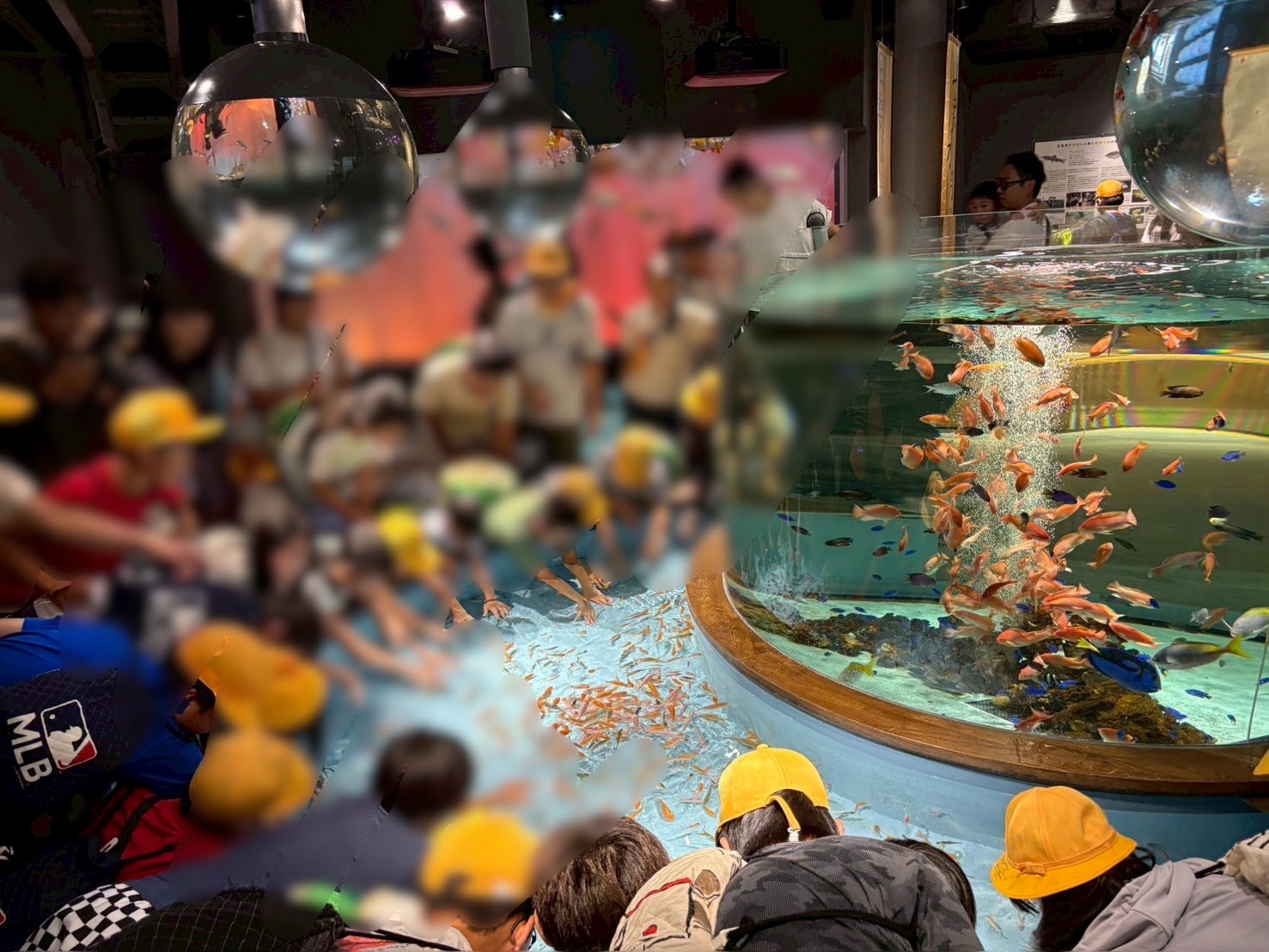 こちらもドクターフィッシュ