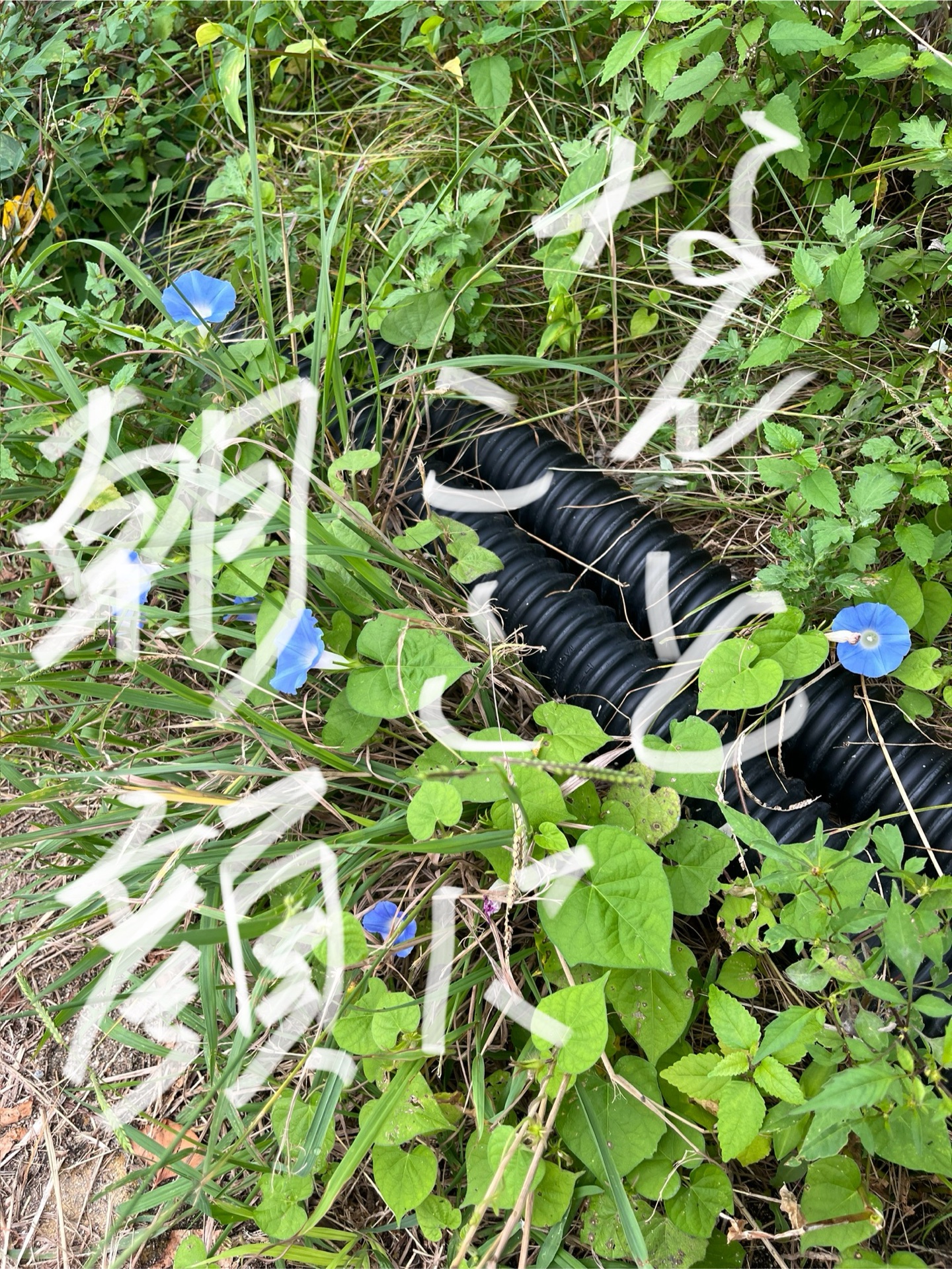 この朝顔どこだと想いますか